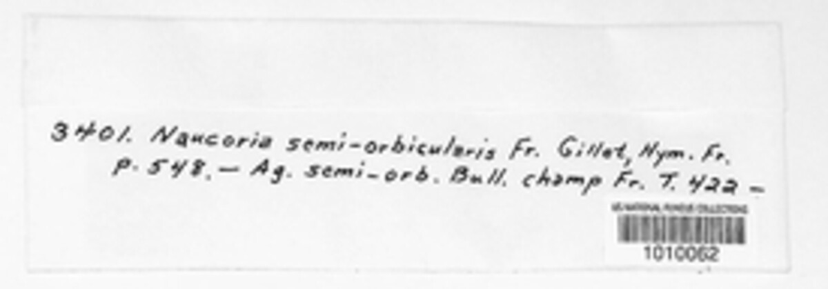 Agrocybe pediades image